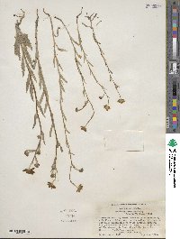 Monolopia gracilens image