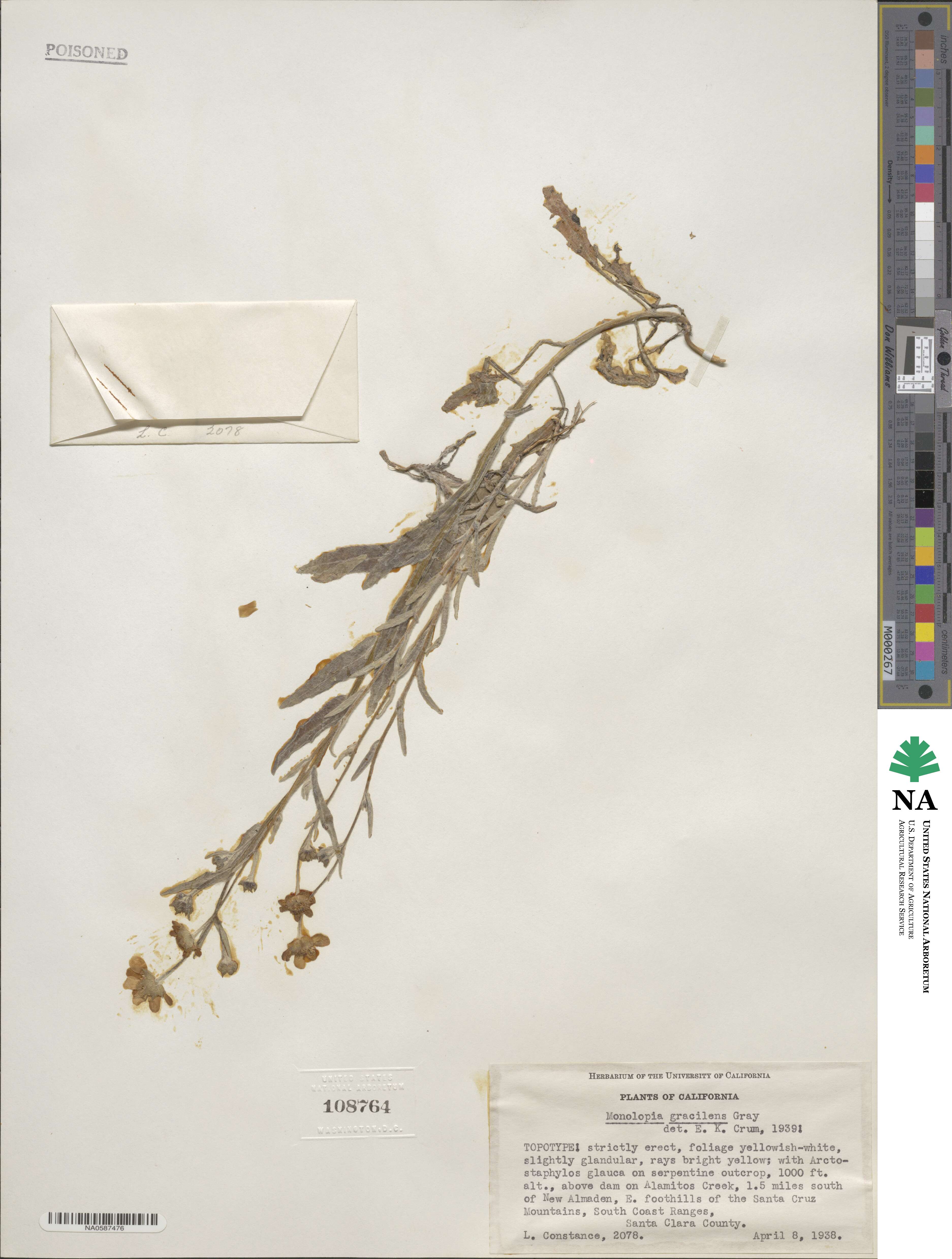 Monolopia gracilens image
