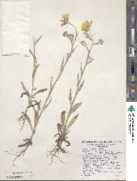 Monolopia lanceolata image