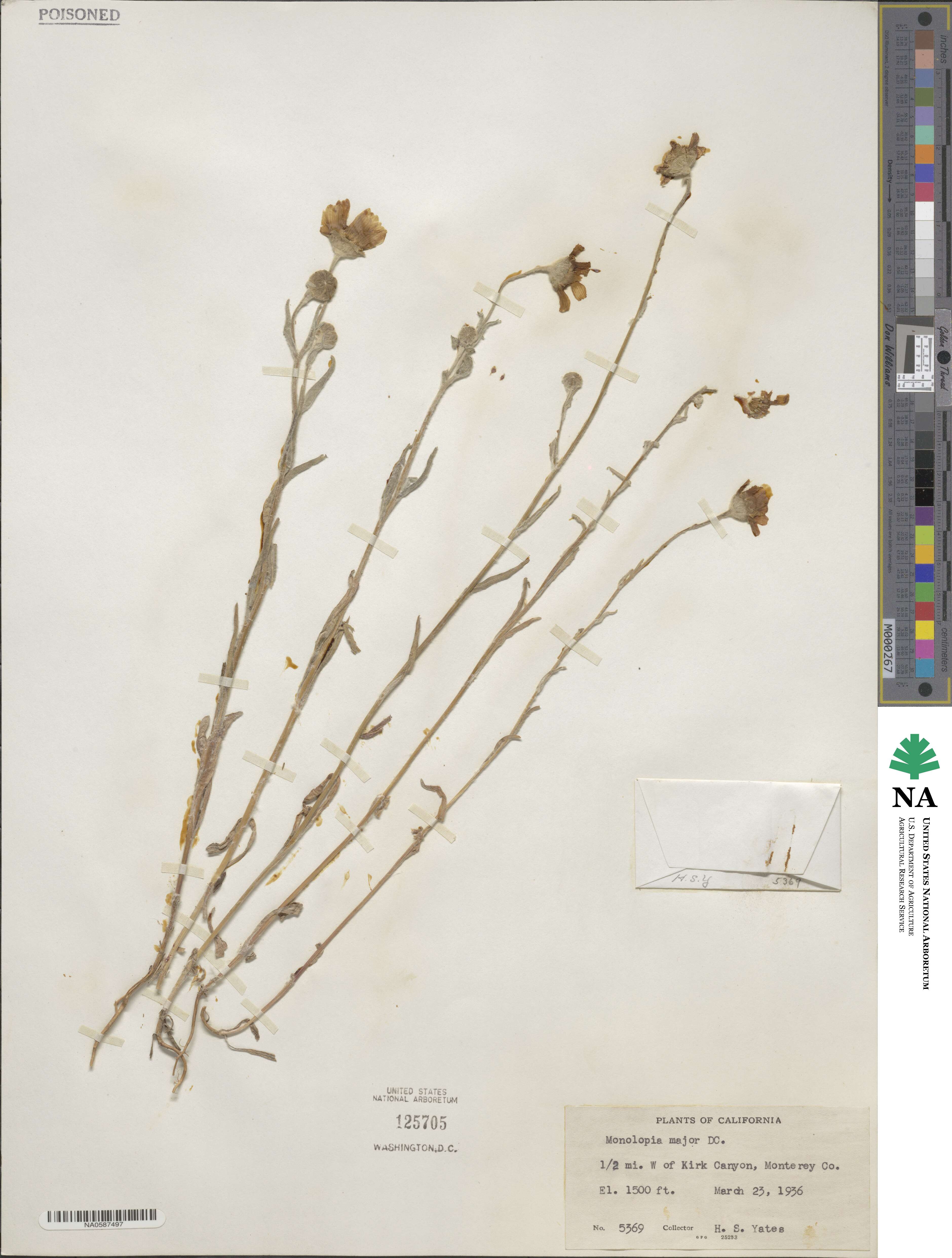 Monolopia major image