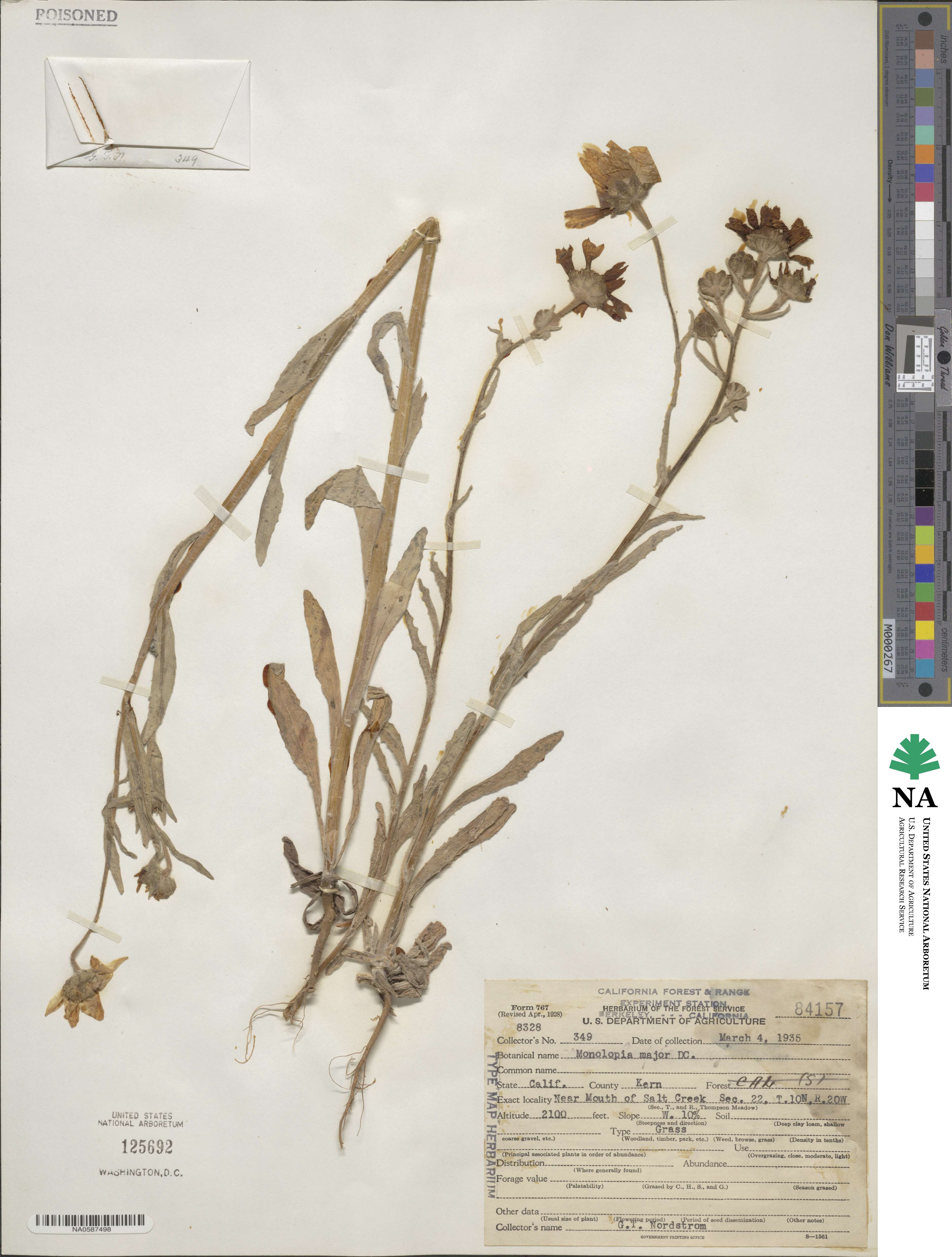Monolopia major image