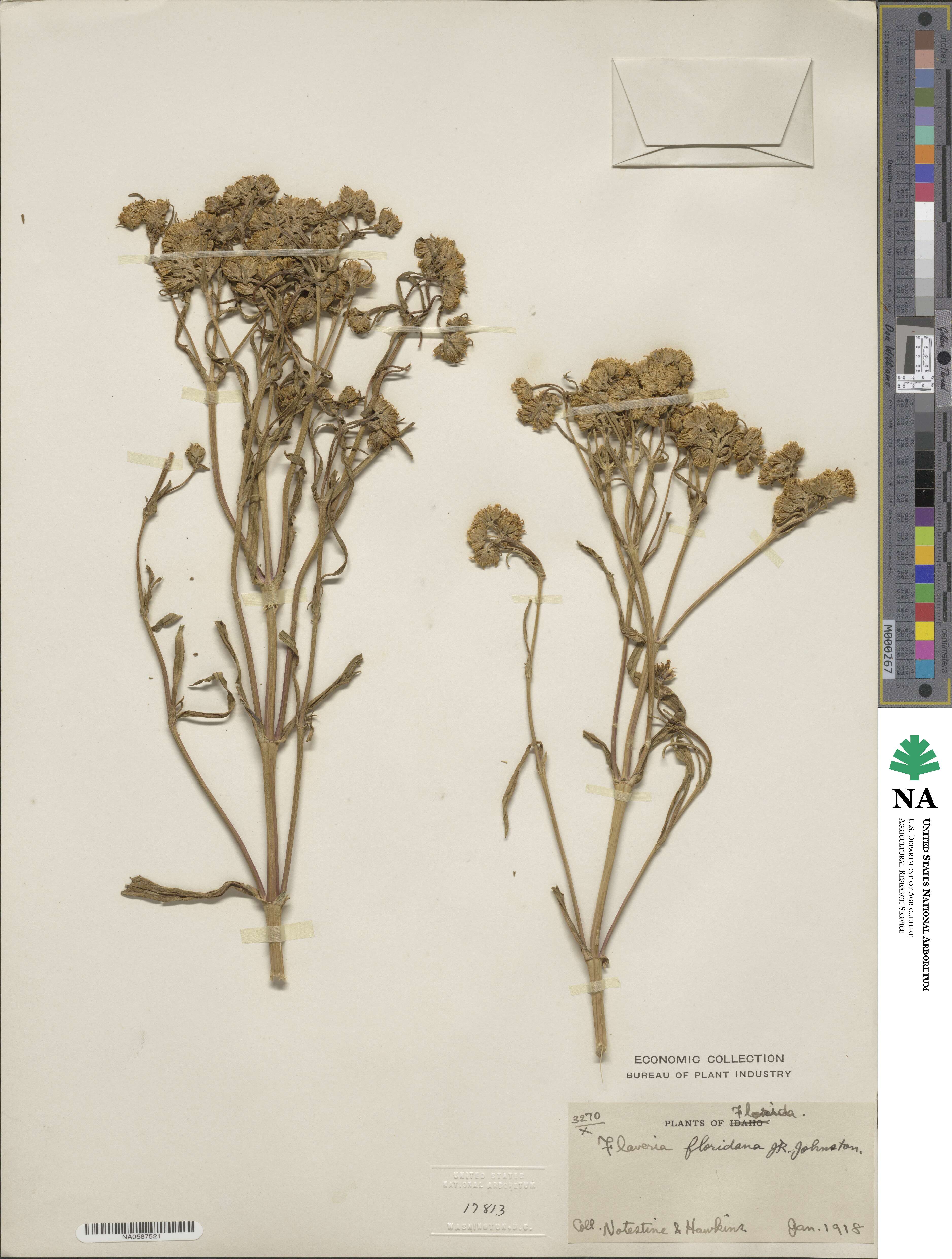 Flaveria floridana image