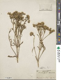 Flaveria floridana image