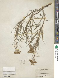 Flaveria linearis image