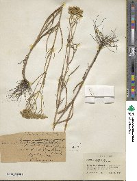 Flaveria linearis image