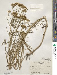 Flaveria linearis image