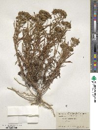 Flaveria linearis image