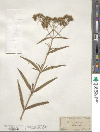 Flaveria linearis image