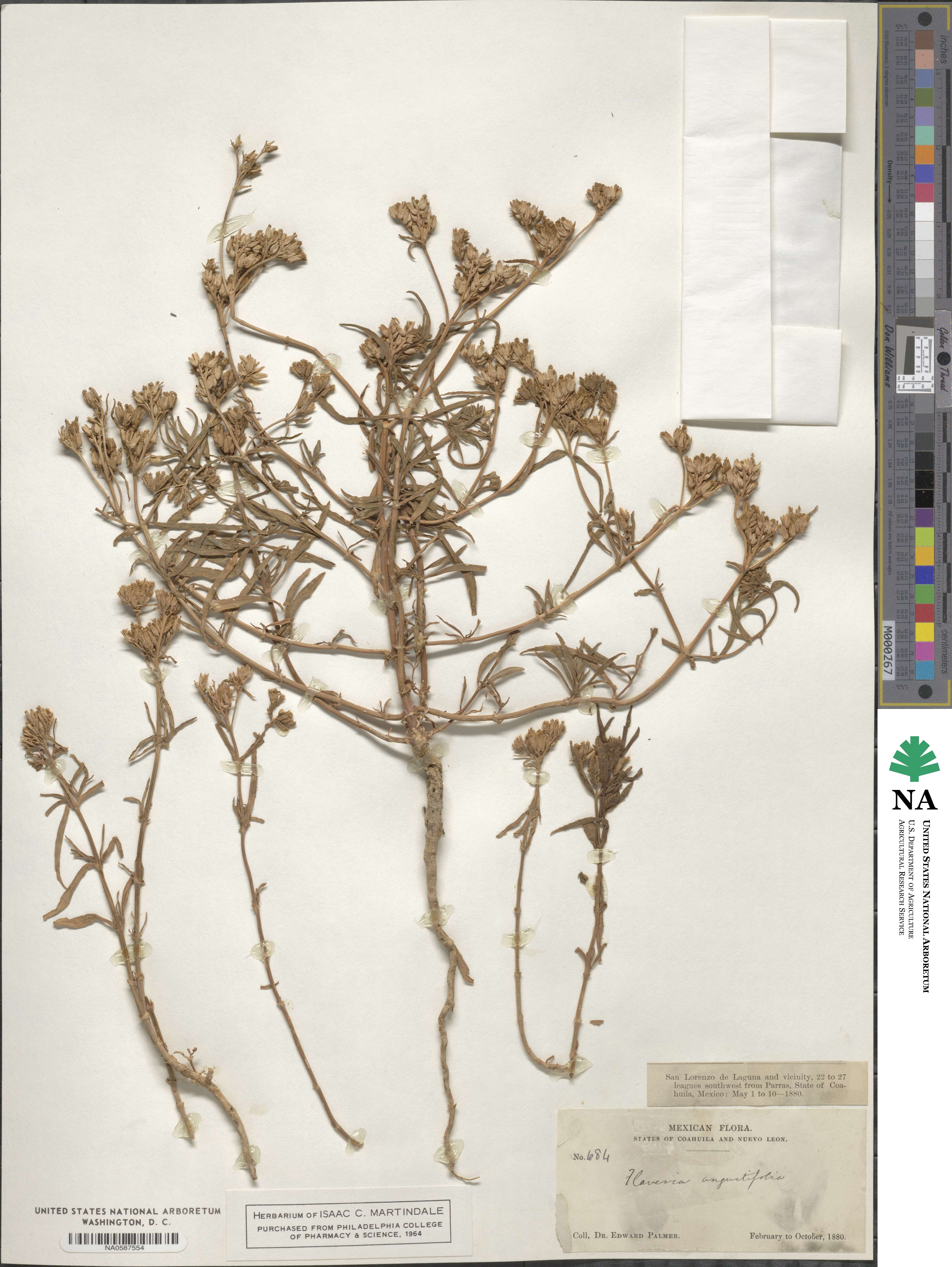 Flaveria angustifolia image