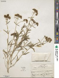 Flaveria linearis image