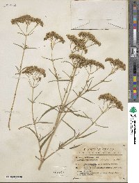 Flaveria oppositifolia image