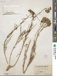 Flaveria oppositifolia image