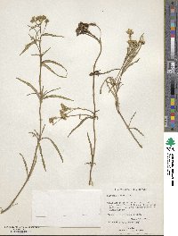 Flaveria linearis image