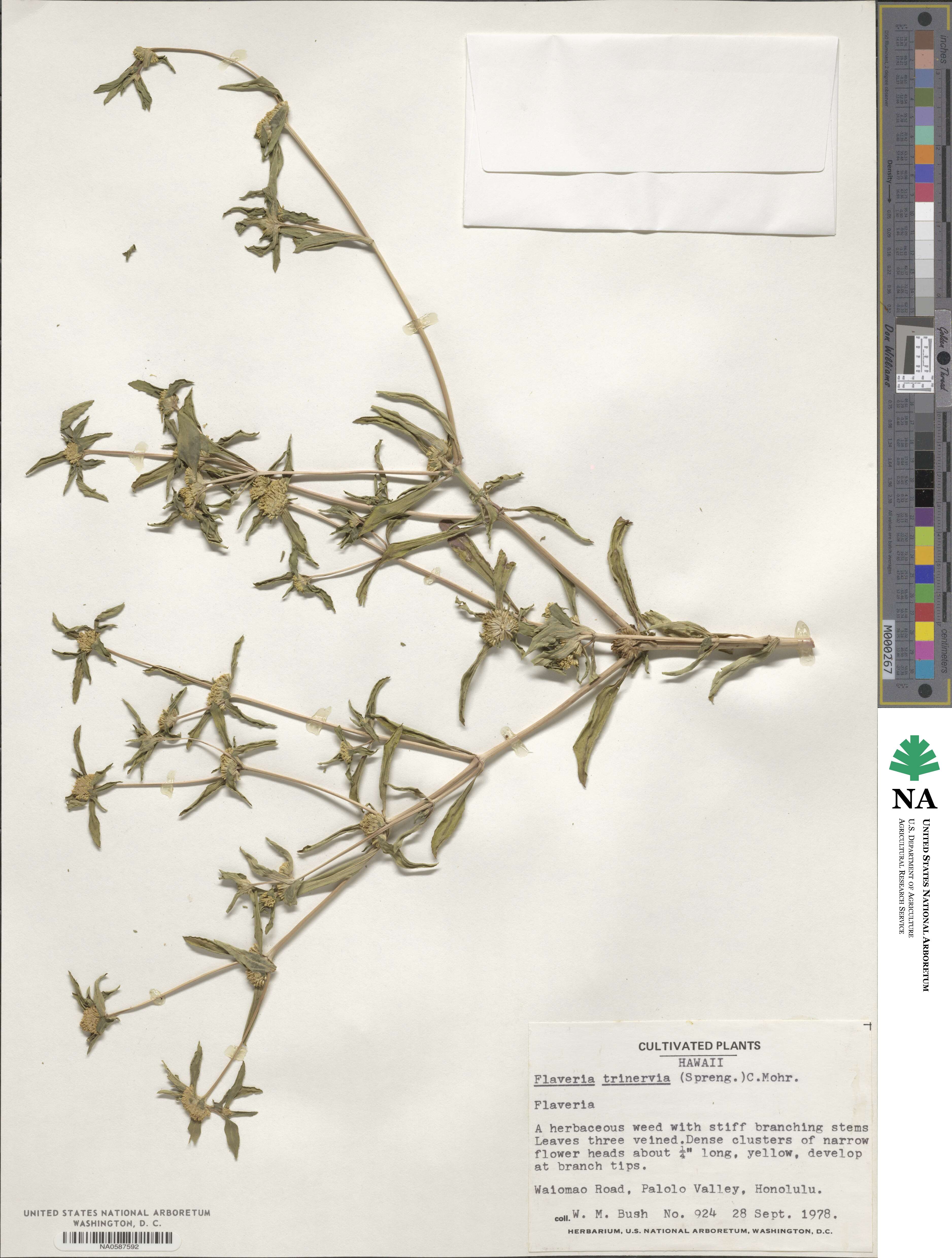 Flaveria image