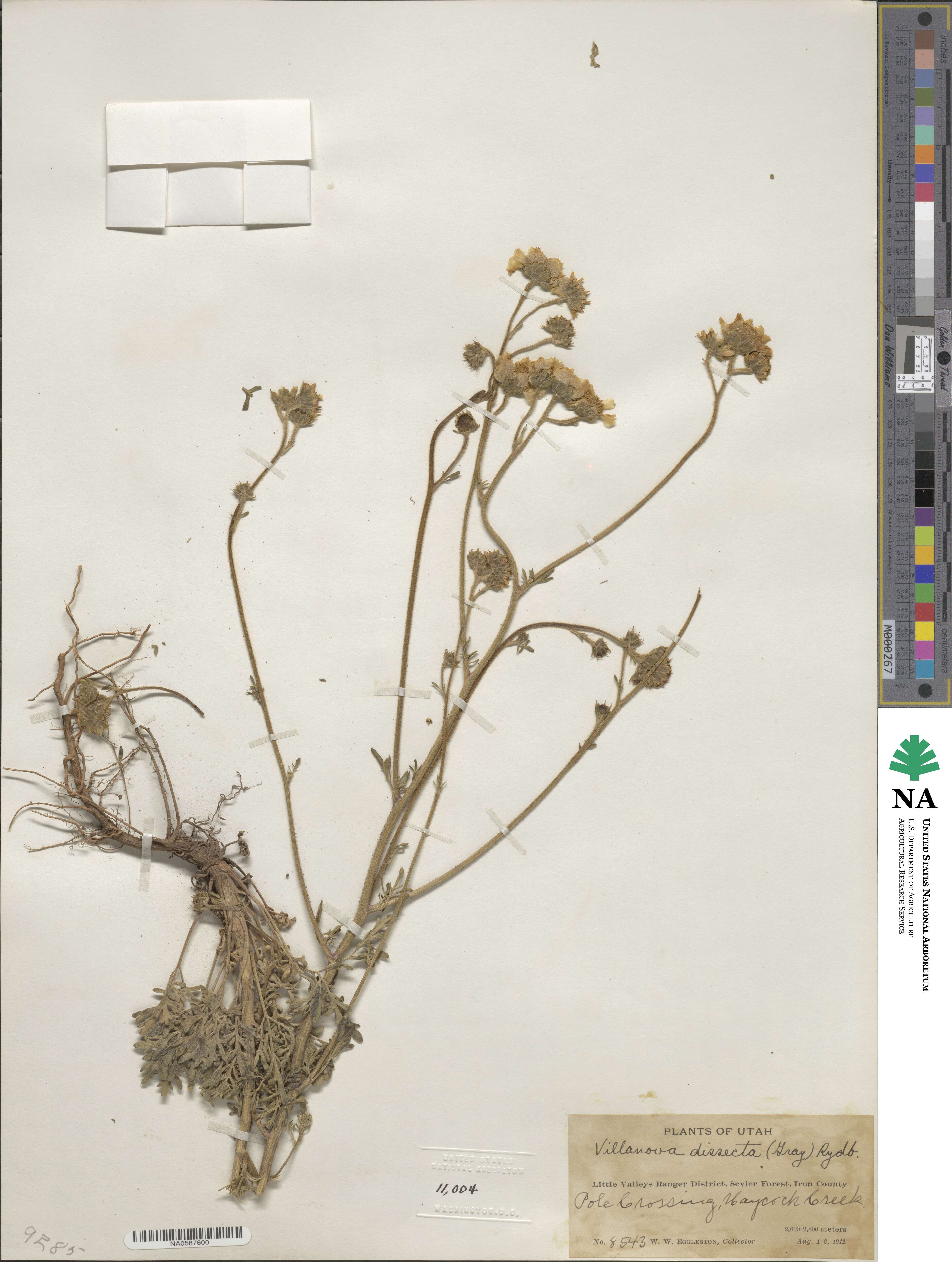 Villanova dissecta image