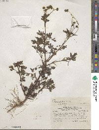 Villanova oppositifolia image