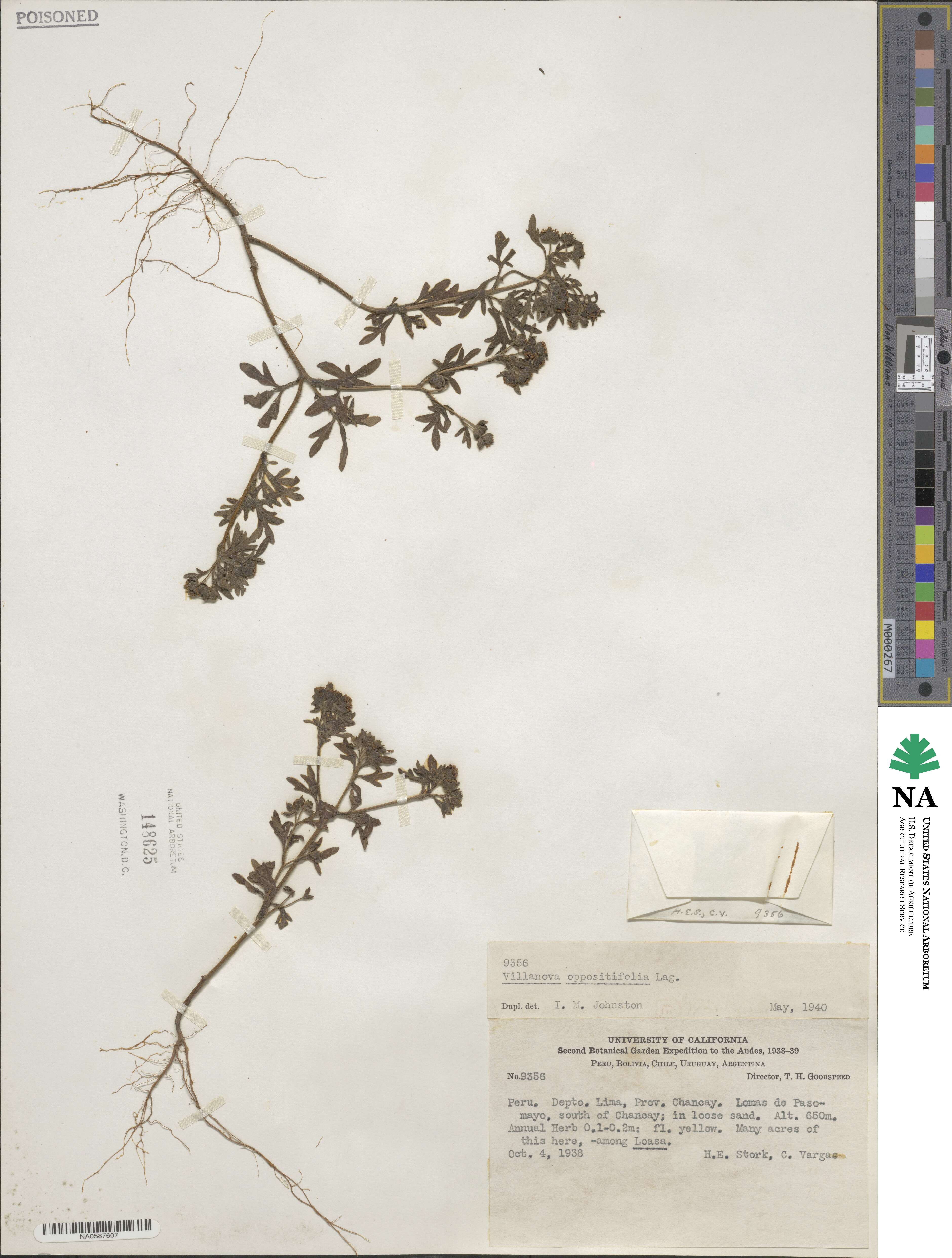 Villanova oppositifolia image