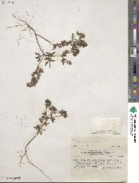 Villanova oppositifolia image