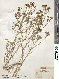 Sartwellia mexicana image