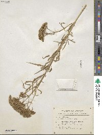 Sartwellia mexicana image