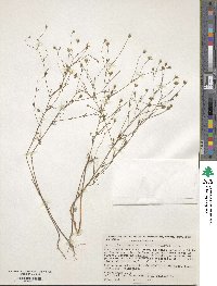 Schkuhria pinnata var. wislizenii image