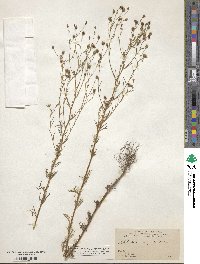 Schkuhria pinnata var. wislizenii image