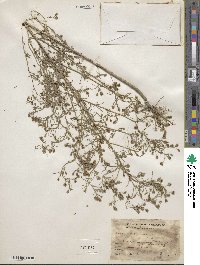 Schkuhria pinnata var. wislizenii image