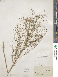 Schkuhria pinnata var. wislizenii image