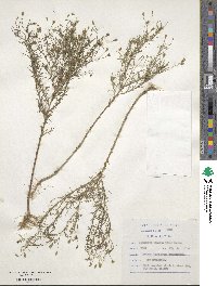 Schkuhria pinnata image