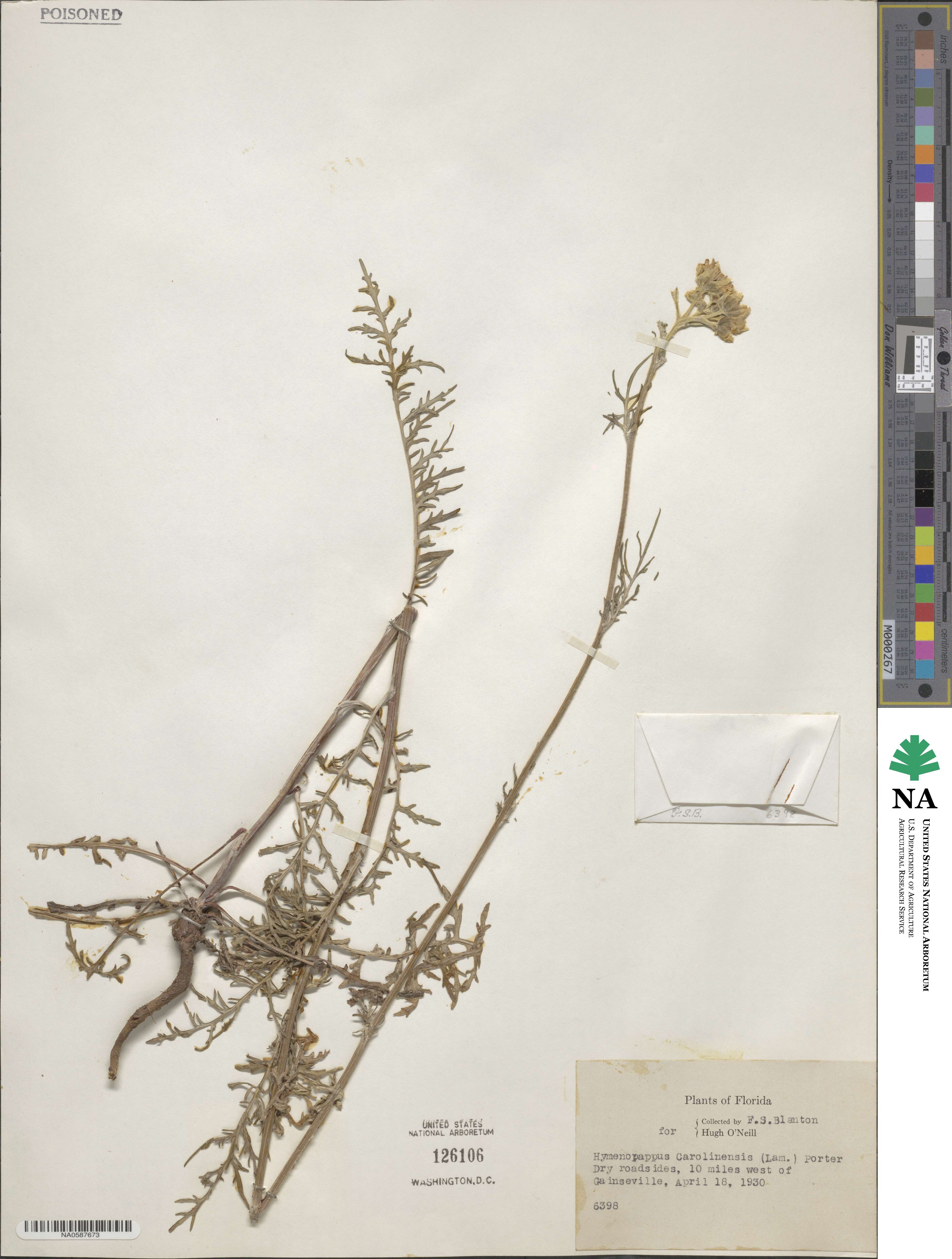 Chaenactis douglasii image