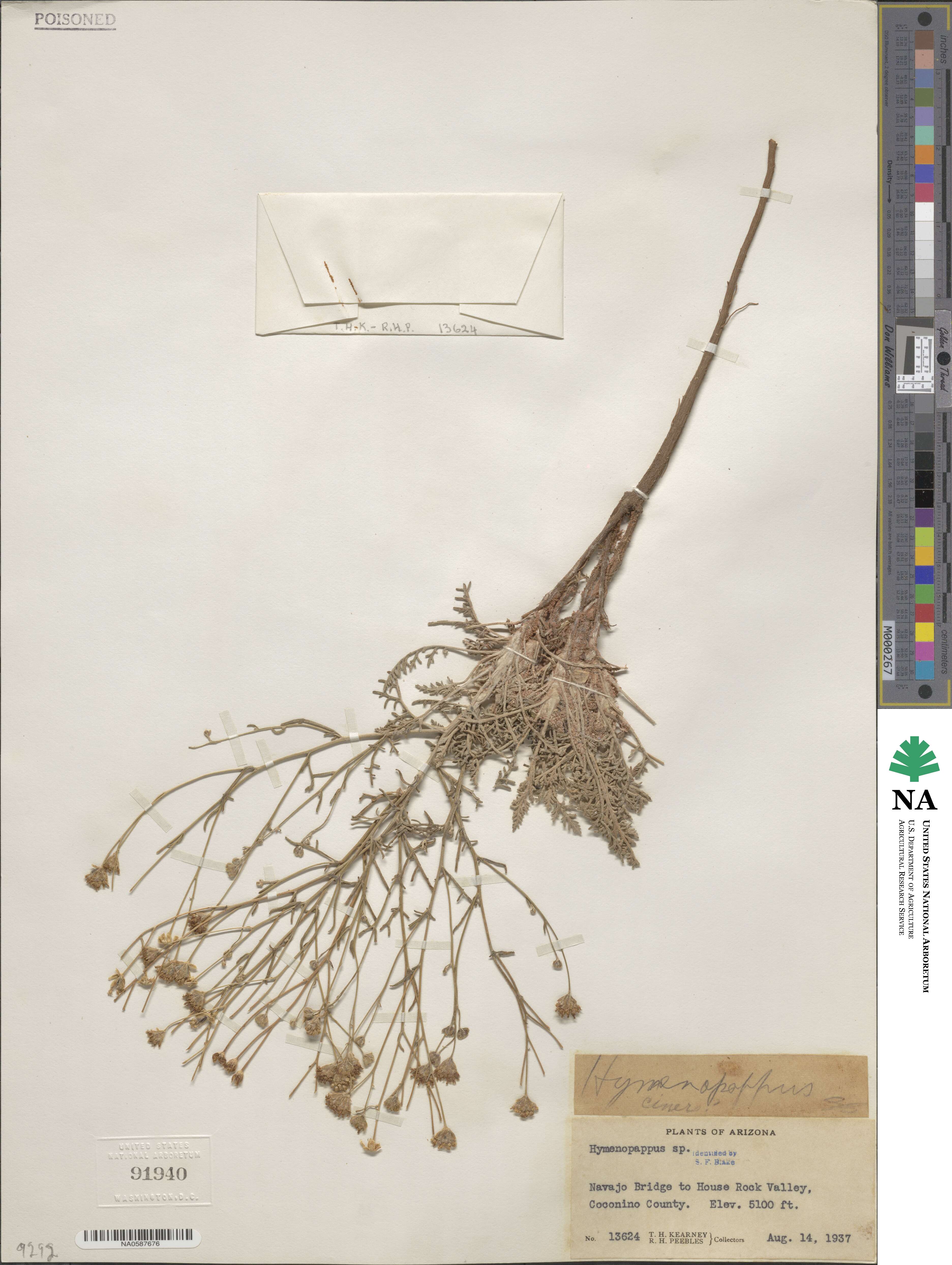 Hymenopappus filifolius var. cinereus image