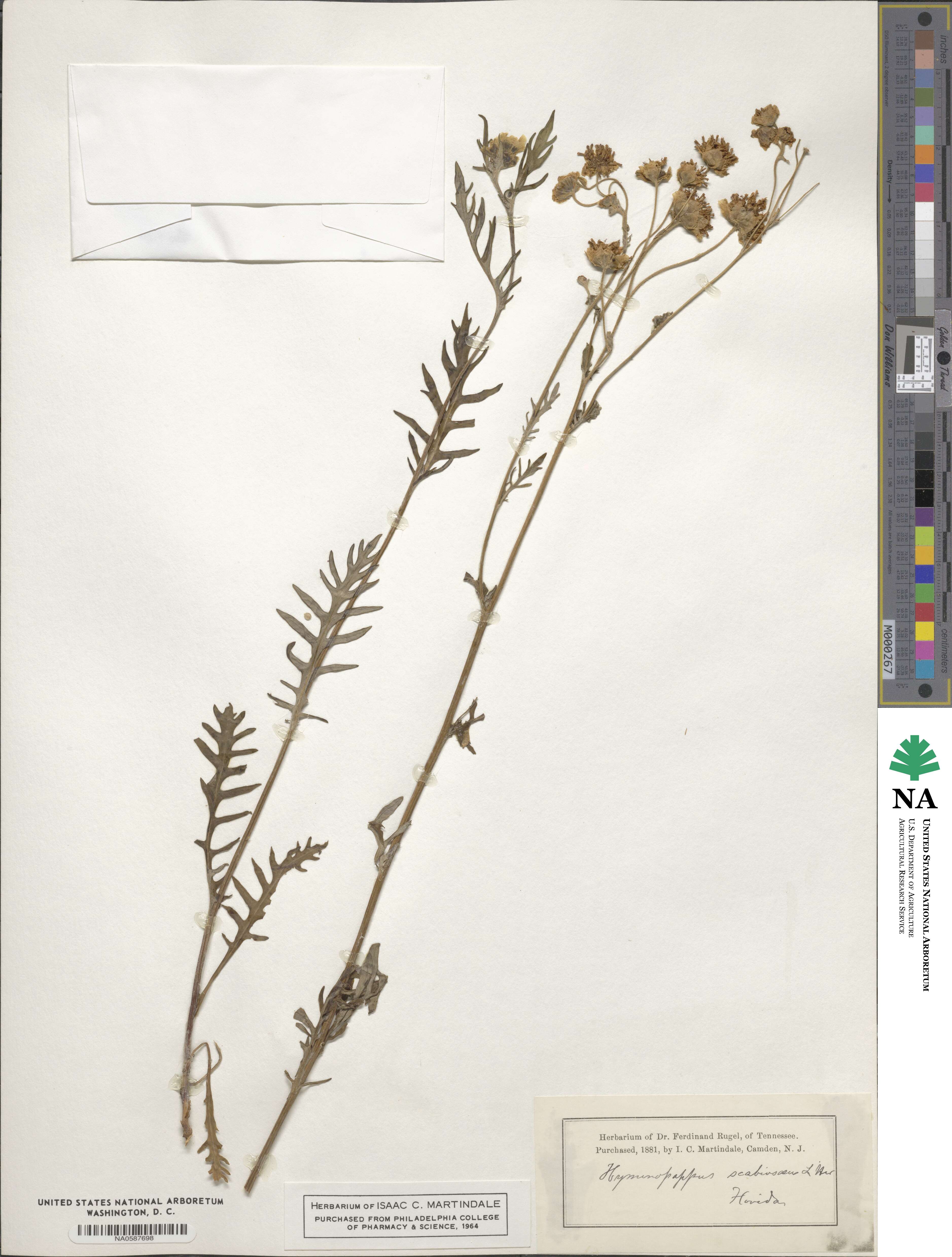 Hymenopappus filifolius image