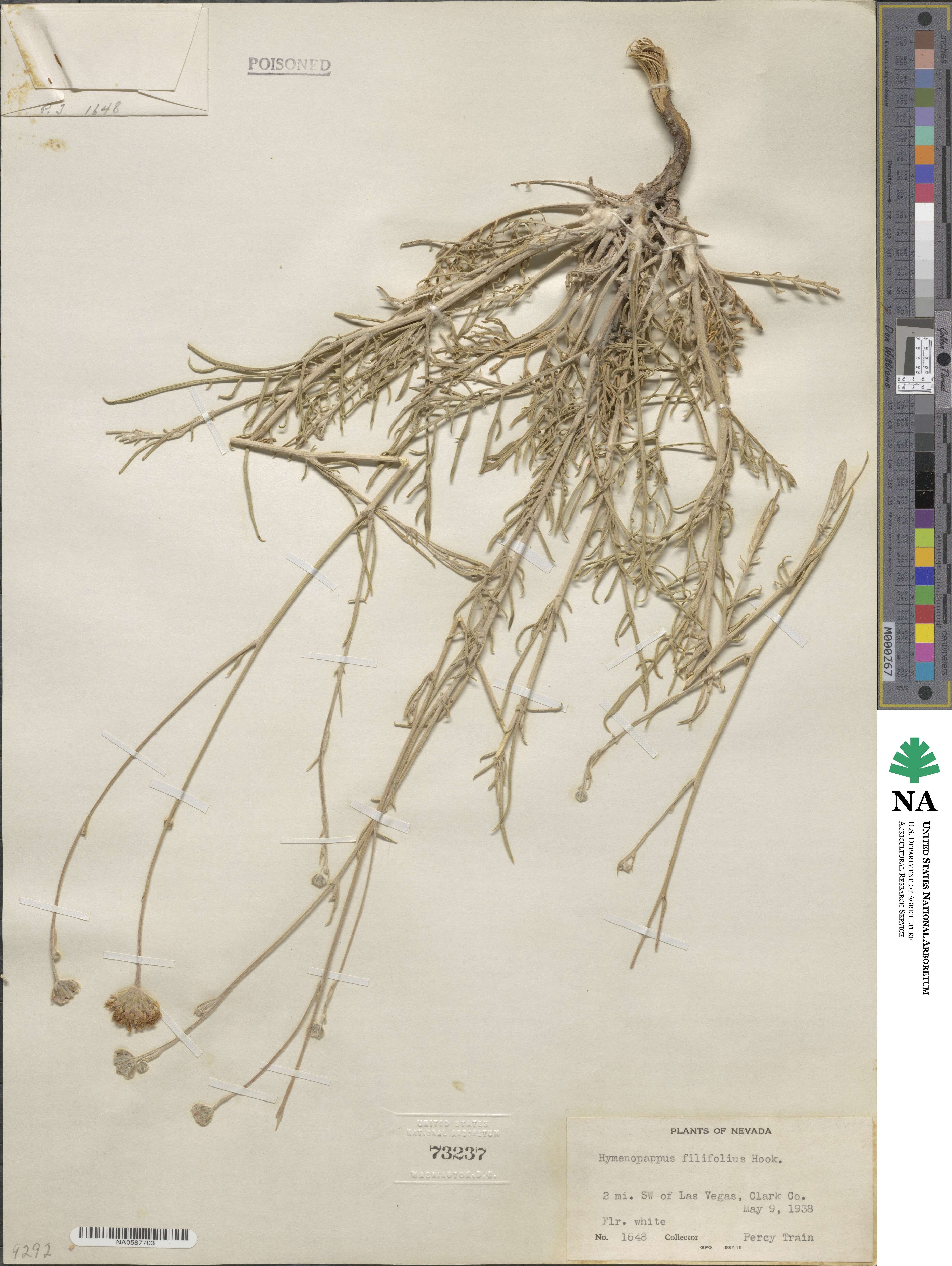 Hymenopappus image