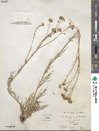 Hymenopappus filifolius image