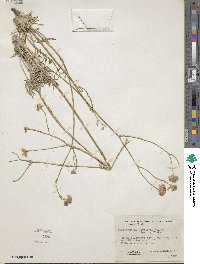 Hymenopappus filifolius var. lugens image