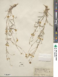 Hymenopappus filifolius var. lugens image