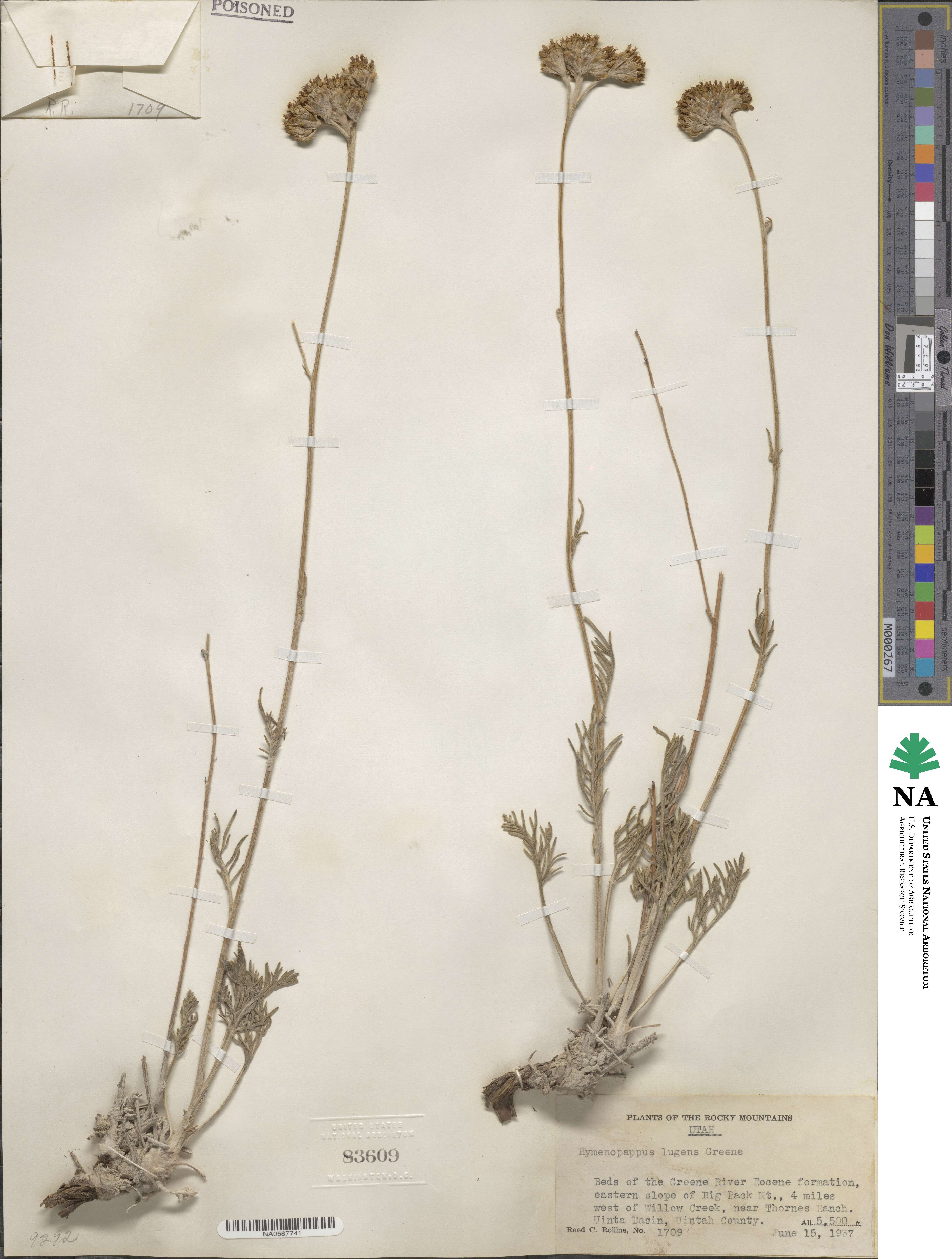 Hymenopappus filifolius var. lugens image