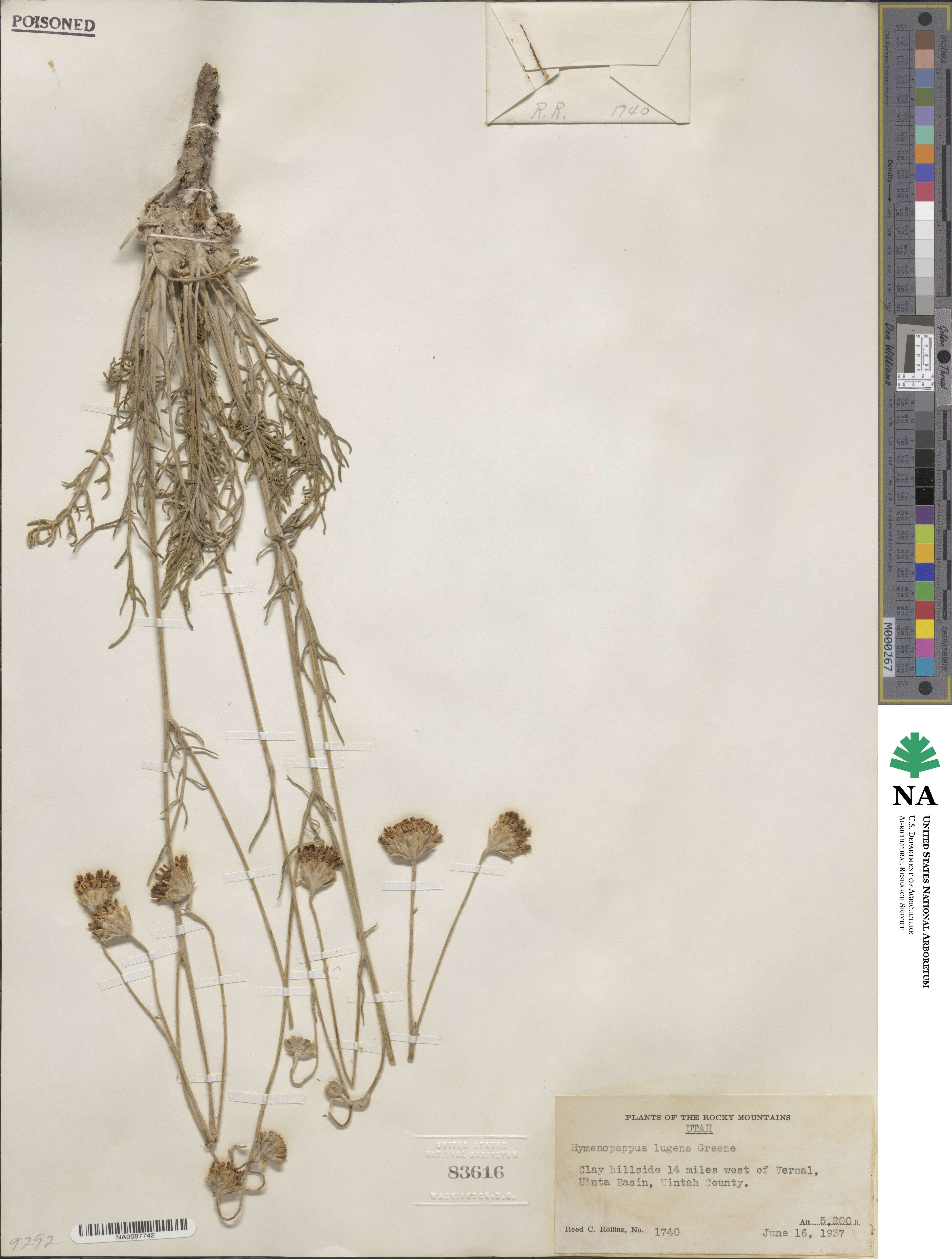 Hymenopappus filifolius image