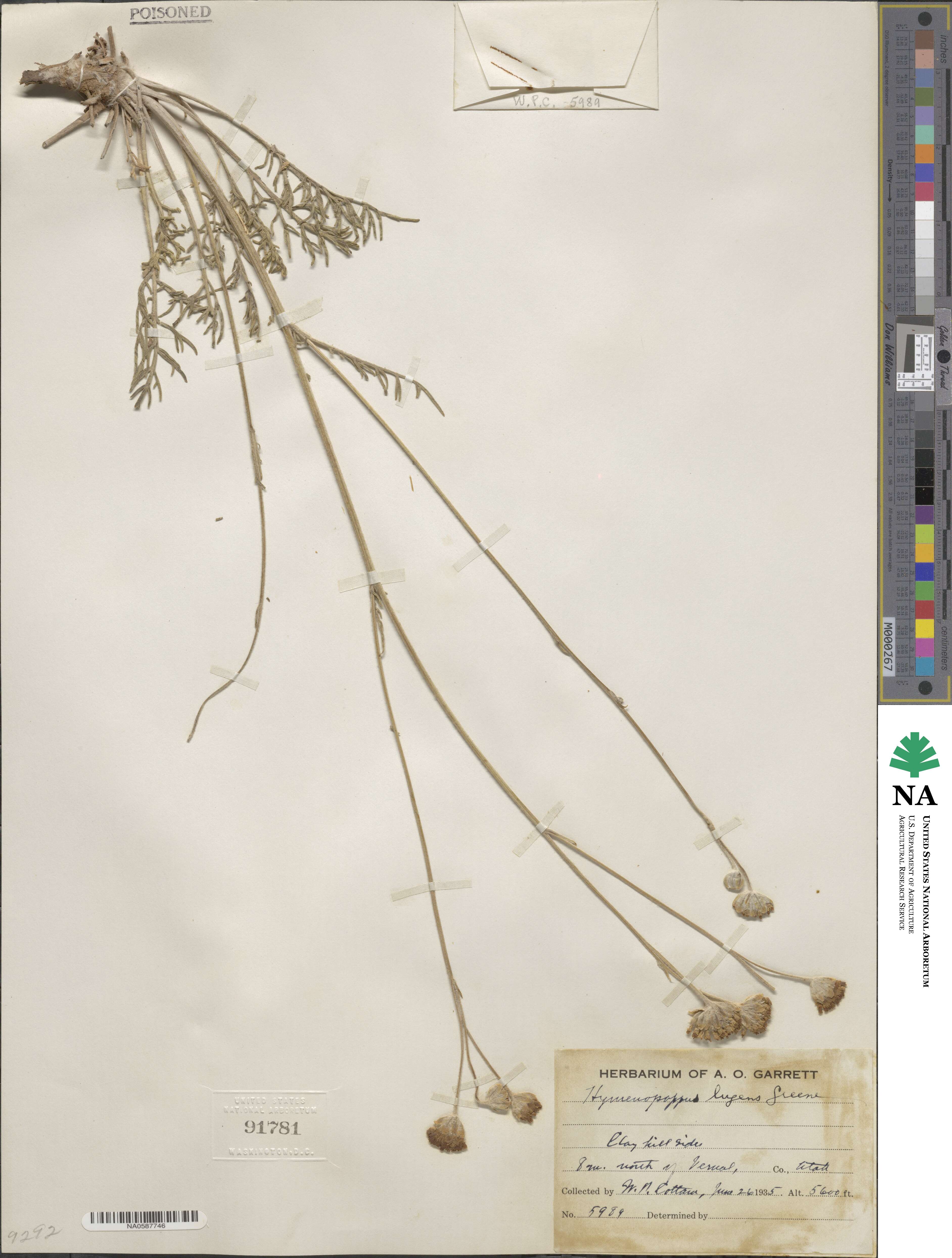 Hymenopappus filifolius var. lugens image