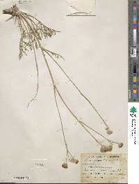 Hymenopappus filifolius var. lugens image