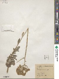 Hymenopappus scabiosaeus image