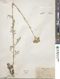 Hymenopappus scabiosaeus image