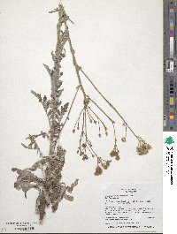 Hymenopappus scabiosaeus image