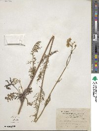 Hymenopappus scabiosaeus image