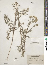 Hymenopappus scabiosaeus image