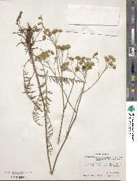 Hymenopappus scabiosaeus image