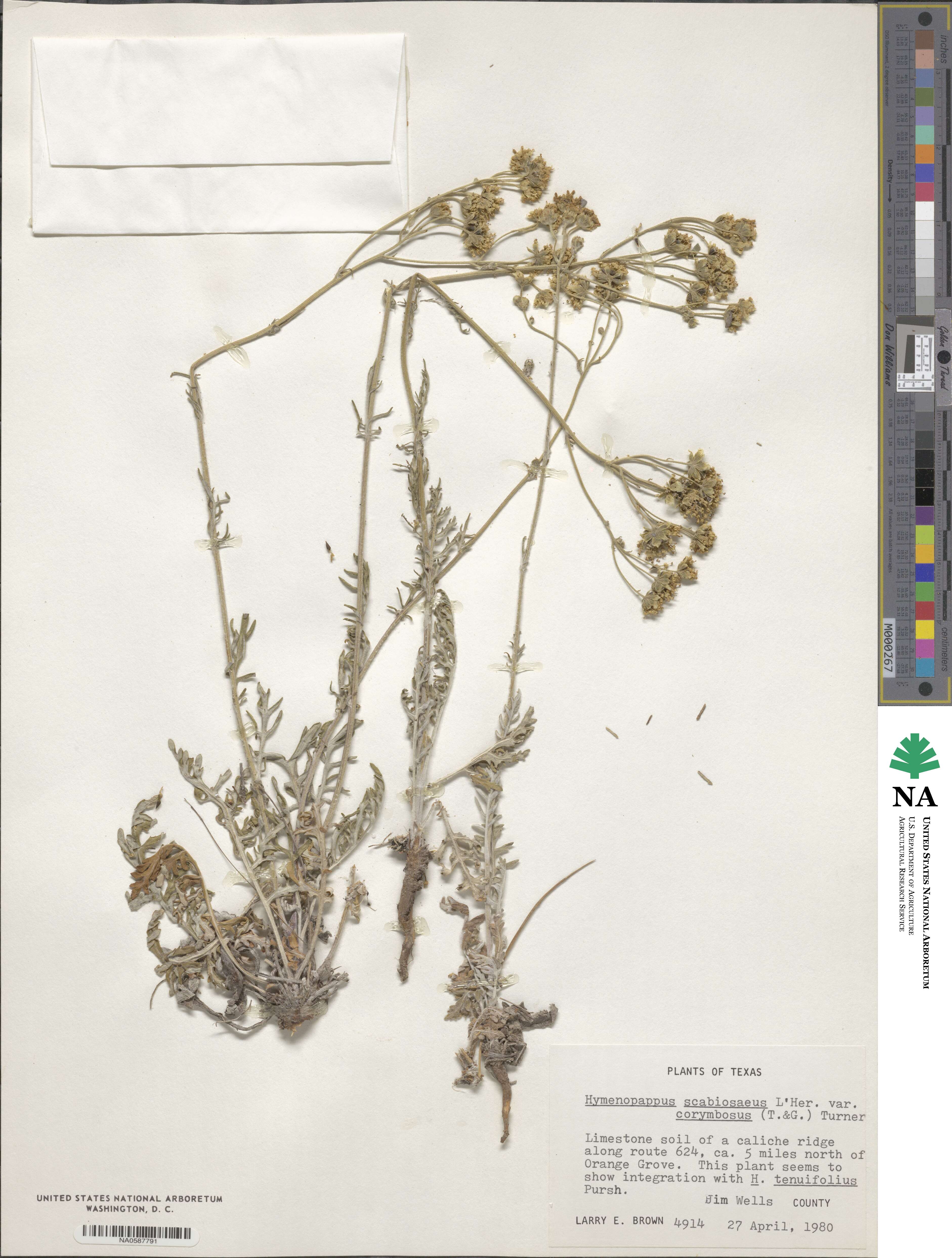 Hymenopappus scabiosaeus var. corymbosus image