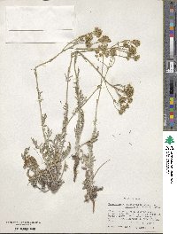 Hymenopappus scabiosaeus image