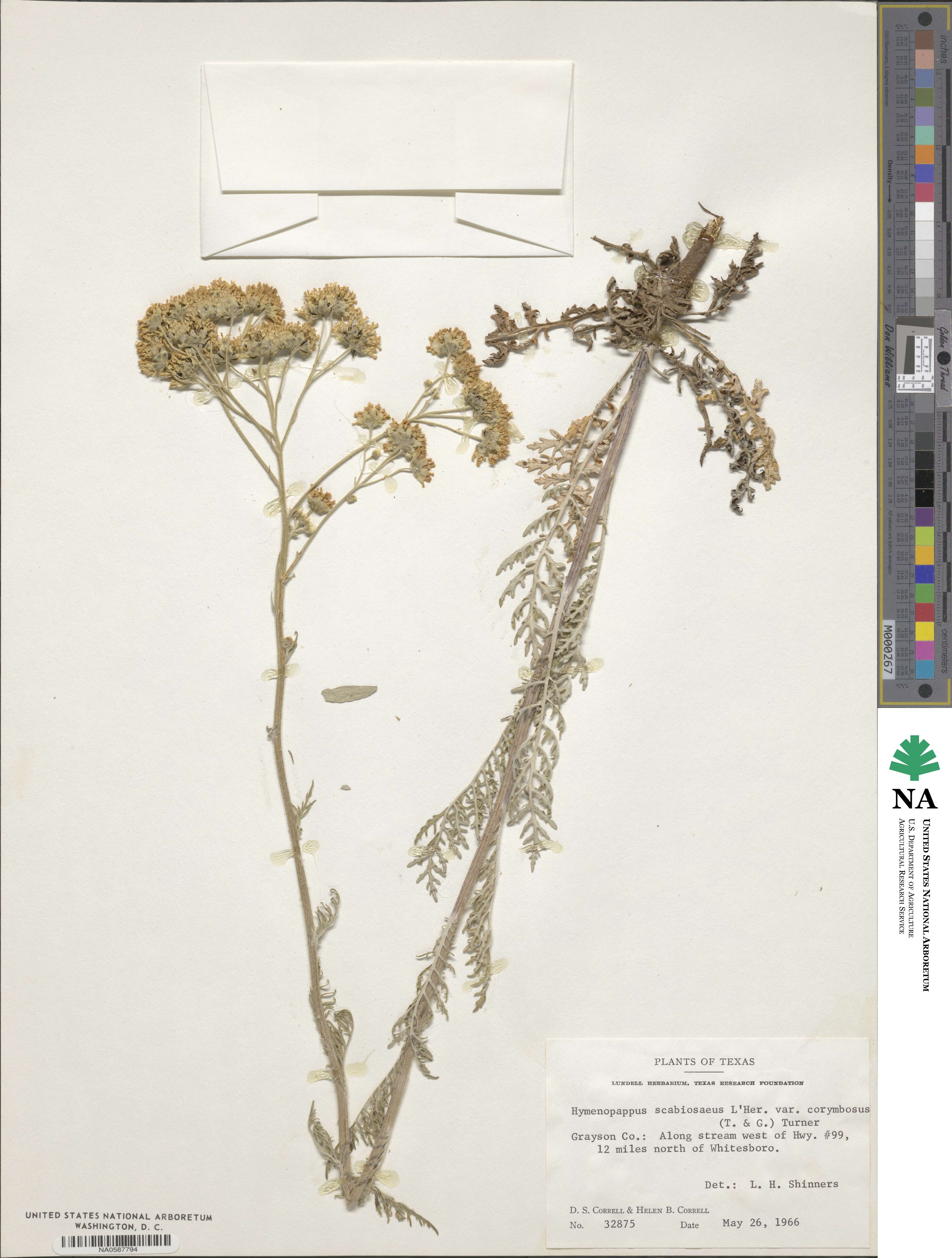 Hymenopappus scabiosaeus var. corymbosus image