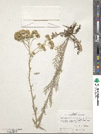 Hymenopappus scabiosaeus image